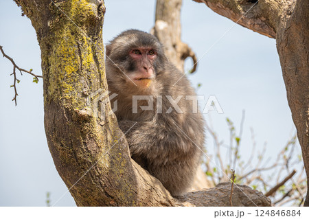 ニホンザル 嵐山モンキーパークいわたやま ニホンザル 嵐山モンキーパークいわたやま 124846884
