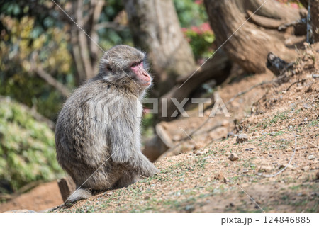 ニホンザル 嵐山モンキーパークいわたやま ニホンザル 嵐山モンキーパークいわたやま 124846885