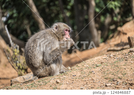 ニホンザル 嵐山モンキーパークいわたやま ニホンザル 嵐山モンキーパークいわたやま 124846887