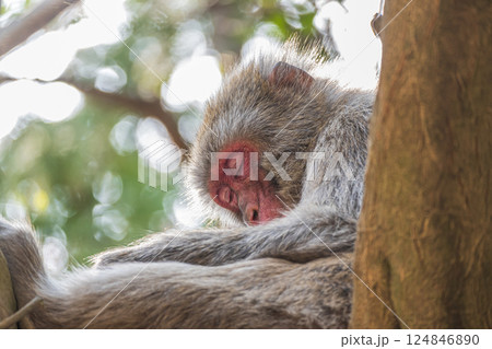 木の上で居眠りするニホンザル 嵐山モンキーパークいわたやま 木の上で居眠りするニホンザル 嵐山モンキーパークいわたやま 124846890