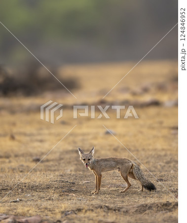 indian fox or Bengal fox or Vulpes bengalensis at ranthambore national park forest reserve sawai madhopur rajasthan india fox side profile with eye contact in summer season wildlife jungle safari 124846952