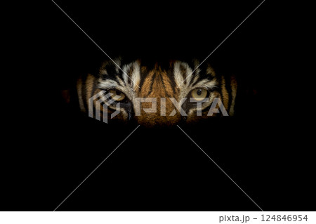 Wild royal bengal male tiger or panthera tigris angry eyes closeup with eye contacr and face in isolated black background in safari at ranthambore national park forest reserve rajasthan india Wild royal bengal male tiger or panthera tigris angry eyes closeup with eye contacr and face in isolated black background in safari at ranthambore national park forest reserve rajasthan india 124846954