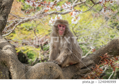 木の上のニホンザル　嵐山モンキーパークいわたやま 124846999