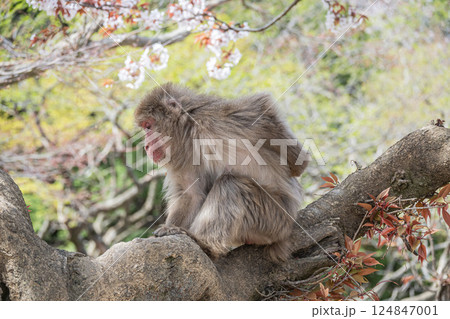 木の上のニホンザル 嵐山モンキーパークいわたやま 木の上のニホンザル 嵐山モンキーパークいわたやま 124847001