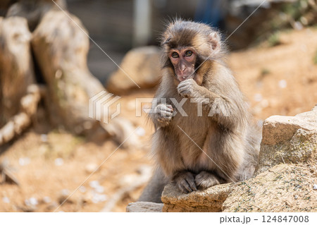 ニホンザル　嵐山モンキーパークいわたやま 124847008