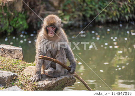 木の棒を持って遊ぶニホンザル 嵐山モンキーパークいわたやま 木の棒を持って遊ぶニホンザル 嵐山モンキーパークいわたやま 124847019
