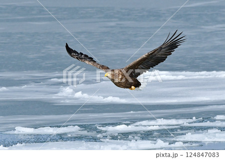 オジロワシ オジロワシ 124847083