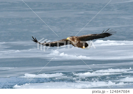 オジロワシ 124847084