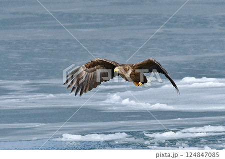 オジロワシ オジロワシ 124847085