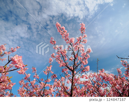 河津桜のある風景 124847187