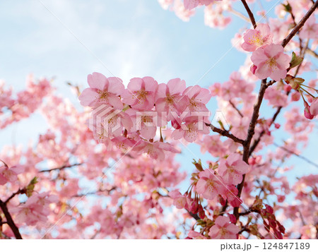河津桜のある風景 124847189
