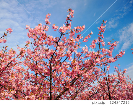 河津桜のある風景 124847213