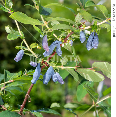 Honeysuckle berries on a bush. Blue berry. 124847218