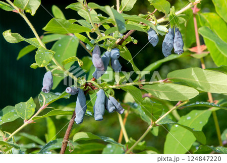 Honeysuckle berries on a bush. Blue berry. Honeysuckle berries on a bush. Blue berry. 124847220