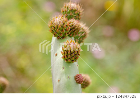 Close Up of Prickly Pear Cactus Budding in Spring 124847328