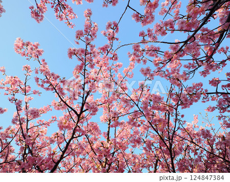 河津桜のある風景 河津桜のある風景 124847384