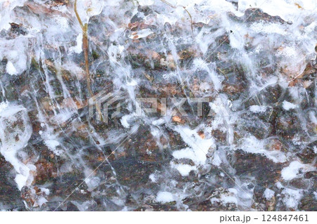 凍った木 124847461