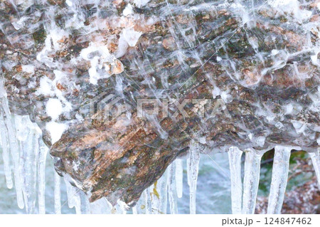 凍った木 凍った木 124847462