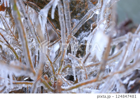 しぶき氷 しぶき氷 124847481