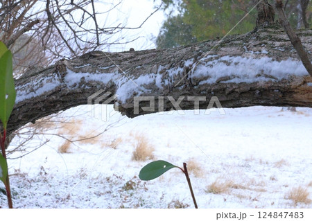 雪が積もった枝 雪が積もった枝 124847483