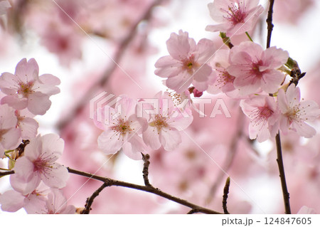 明るいピンクの大漁桜 明るいピンクの大漁桜 124847605