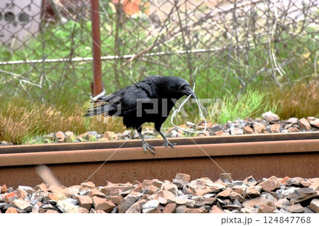 金属製のハンガーを銜えるハシボソガラス 124847768