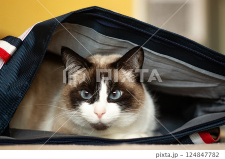 Surprised Siamese cat sits in bag, only head is visible. Cat hides in backpack. Kitten plays hide and seek. 124847782