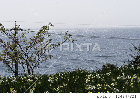 海と水仙と河津桜 海と水仙と河津桜 124847821