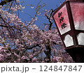 満開に咲くピンク色の桜と青い空 124847847