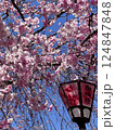 春の青空に映える桜 124847848