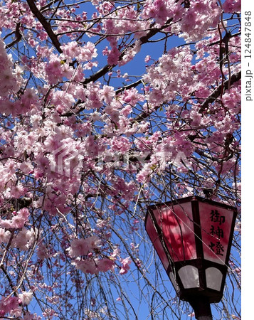 春の青空に映える桜 春の青空に映える桜 124847848