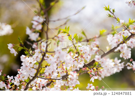 桜　ソメイヨシノ 124847881