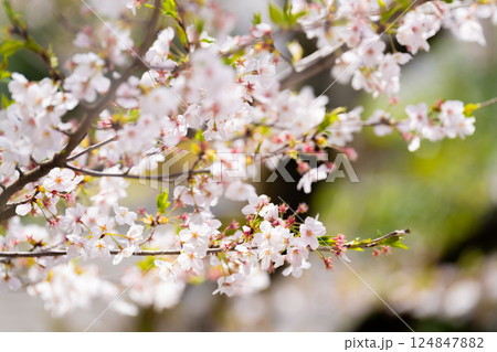 桜　ソメイヨシノ 124847882
