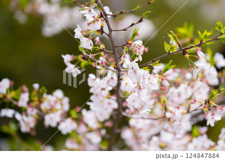 桜　ソメイヨシノ 124847884