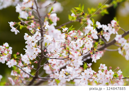 桜　ソメイヨシノ 124847885