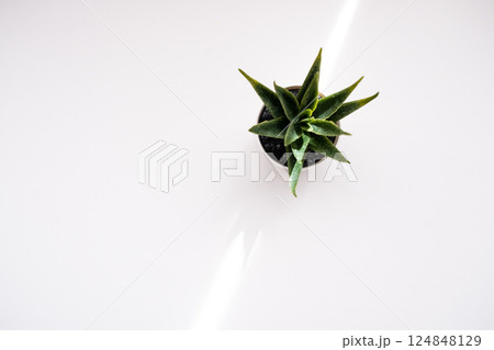 Small sansevieria in a pot on a white background top view. Copy space. Small sansevieria in a pot on a white background top view. Copy space. 124848129