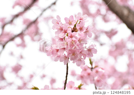 明るいピンクの修善寺寒桜 明るいピンクの修善寺寒桜 124848195