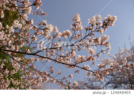 桜お花と快晴の空 桜お花と快晴の空 124848403