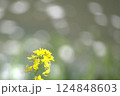 玉ボケをバックにした菜の花 124848603