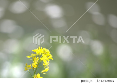 玉ボケをバックにした菜の花 124848603