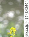 光に照らされた菜の花 124848604
