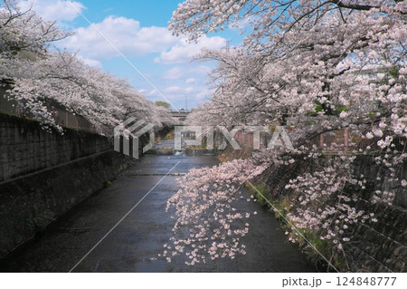 町田市恩田川の桜並木 124848777