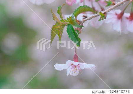 桜の花のアップ 124848778