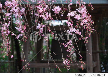 しだれ桜と神社の鐘楼 124848781