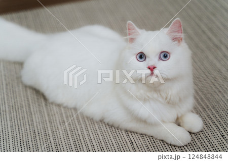 The lovely white Persian cat is playing in the living room. 124848844