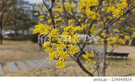 Cornus fruit 124848924