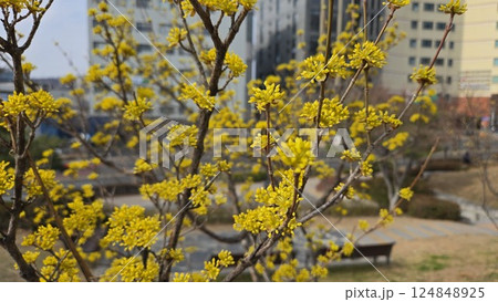 Cornus fruit Cornus fruit 124848925