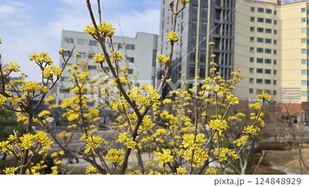 Cornus fruit 124848929