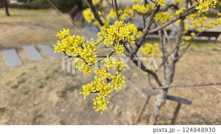 Cornus fruit 124848930