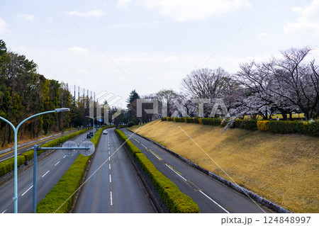所沢市 航空公園通りの風景 所沢市 航空公園通りの風景 124848997